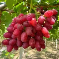 شناخته شده ترین نهال دنیا (انگور عسگری)