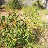 باغ ۱۰۰۰متری زرندیه مامونیه