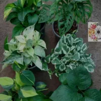 قلمه پتوس فیلدنترون هویا مونسترا