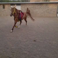 مادیان کورد|اسب و تجهیزات اسب‌سواری|تفرش, |دیوار
