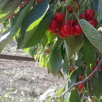گیلاس ارگانیک کیلویی۱۳۰تومن