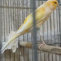 قناری نر