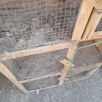 ۵ عدد جفت کنی کبوتر و ۲ عدد قفس قناری فروشی با هم|لوازم جانبی حیوانات|فردیس, سرحدی|دیوار