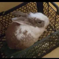 خرگوش|موش و خرگوش|اصفهان, تیران|دیوار