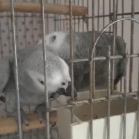 جفت کاسکو