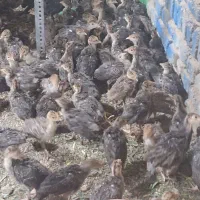 فروش مرغ وبوقلمون برنز سینه پهن