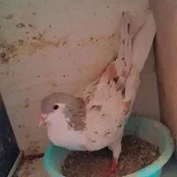 ساده هفت رنگ