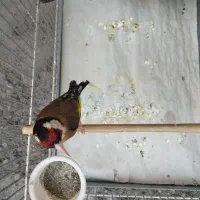 سهره جفتی|پرنده|هشتگرد, شهرک وحدت|دیوار