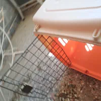 فروش قفس سگ خانگی|لوازم جانبی حیوانات|دوگنبدان, |دیوار