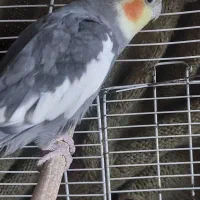 واگذاری رایگان عروس هلندی