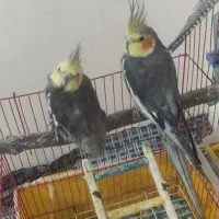 فروش 3عدد عروس هلندی|پرنده|لاجان, |دیوار