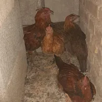 جوجه محلی