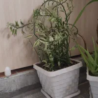 گل فروشی|گل و گیاه طبیعی|سقز, |دیوار