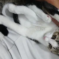 گربه پیدا شود