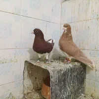 شهری|پرنده|پاسارگاد, |دیوار