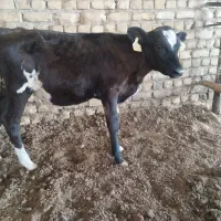 گوساله نر ۱۰۰