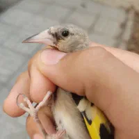 جوجه سهره به شرط نر