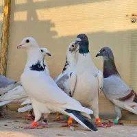 کفتر بوم آلمانی پلنگ ابلغ سار اوغون زاغ سوسکی بزک|پرنده|مشهد, پورسینا|دیوار