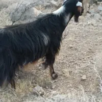 فروش گوسفند|حیوانات مزرعه|شیراز, داریون|دیوار