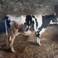 گاو ابسن
