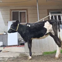 گوساله ماده هلشتاین