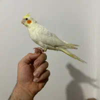 عروس هلندی