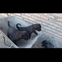 نرماده سرابی بهترین نژاد