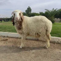 گوسفند به شرط خونگی و درجه یک