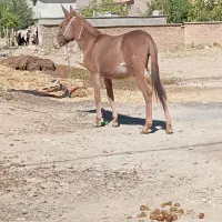 قاطر کاری سواری|حیوانات مزرعه|شهرکرد, |دیوار