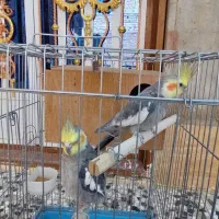 مرغ عروس هلندی