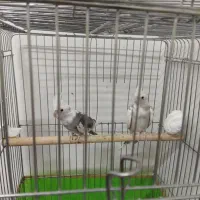 یک جفت عروس هلندی مولد