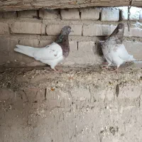 دو جفت کله ای|پرنده|هامون, |دیوار