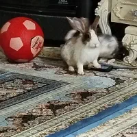 فروش خرگوش|موش و خرگوش|شهریار, شهریار|دیوار