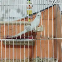 عروس هلندی آلبینو|پرنده|سیرجان, |دیوار