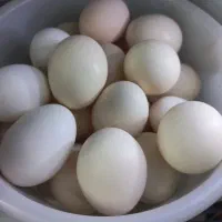 تخم مرغ محلی دونی۲۵تومان