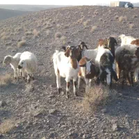 گوسفند  میش  بز