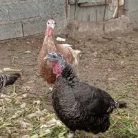 قزوین ،بوقلمون محلی نر و ماده