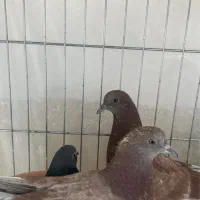 کبوتر بعدازظهری|پرنده|تهران, نیروی هوایی (پیروزی)|دیوار