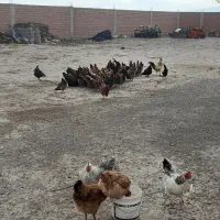 ۷۰ عدد مرغ سالم و طبیعی