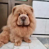 چاوچاو وارداتی جهت کشش|سگ|امیرکلا, |دیوار