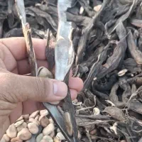 باقلا شرطی کاشتنی زودرس درجه یک