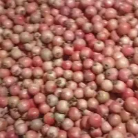 فروش انار خس