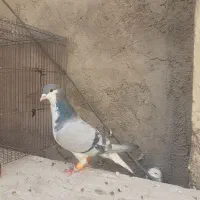 کبوتر|پرنده|فسا, |دیوار