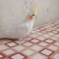 پرنده