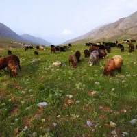 سلام این عکسها مال این گوسفندان نیست|حیوانات مزرعه|خاوه, |دیوار