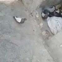 کفتر سینه ای|پرنده|کوه چنار, |دیوار