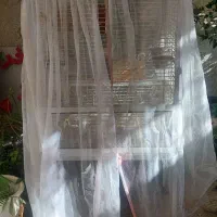 طوطی برزیلی خوش یمن با قفس بزرگ چرخ دار