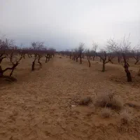 زمین|فروش زمین و ملک کلنگی|مهریز, |دیوار