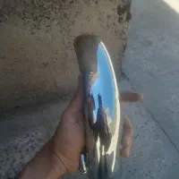 دوعددشیرالات سالم