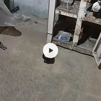 تعدادی کفتراس فقط حیوان بازپیام بده بیکارنیادا|پرنده|اسلام‌شهر, شهرک توحید|دیوار